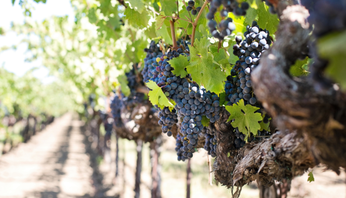 champagne region day tour reims epernay private chauffeur service rental limousine s class v class e class mercedes rental private tasting