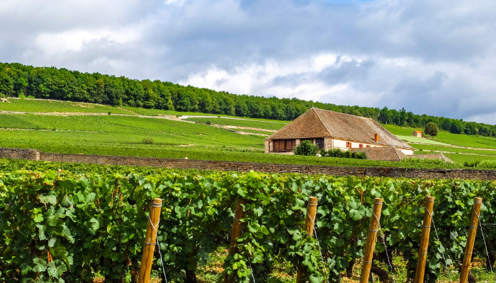 hotel dieu de beaune private chauffeur driver shuttle transfer rental car from paris limousine service bourgogne burgundy mercedes v class e class s class wine tour